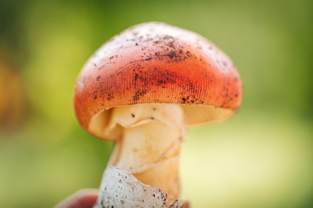 amanita