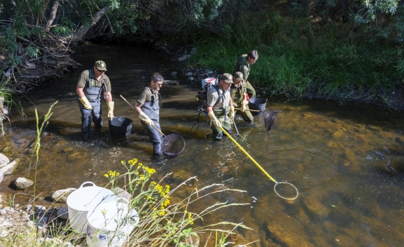 Pesca eléctrica en un río soriano. 