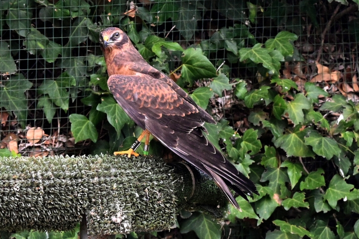 Foto 1 - Localizados más de 400 nidos gracias al proyecto para conservar el aguilucho cenizo