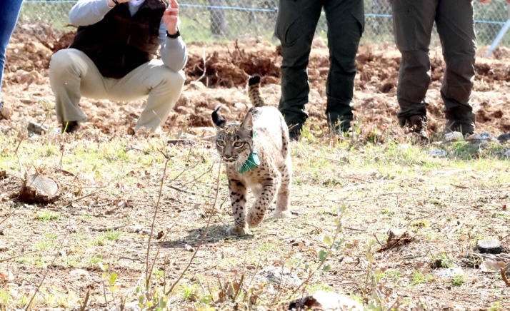 Liberados dos nuevos linces en territorio de Castilla y Le&oacute;n | Imagen 1