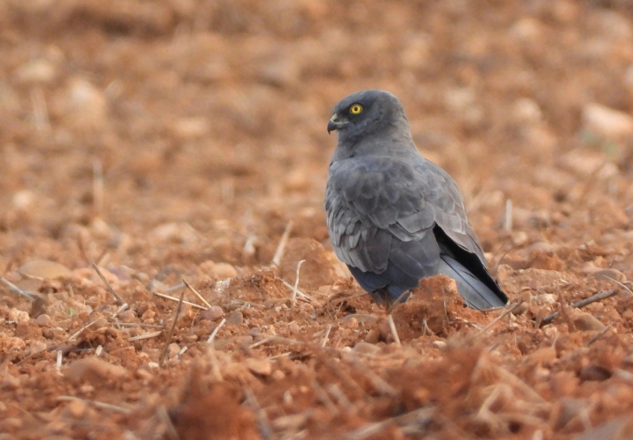 Foto 1 - Castilla y León realiza una revisión del estado de conservación de las aves esteparias