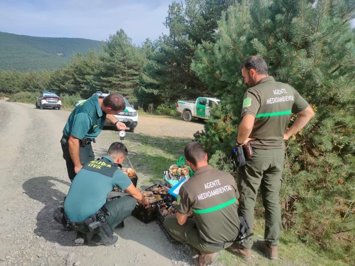 Setas en Soria: Decomisados 477 kg de boletus y un coche en el día de ayer