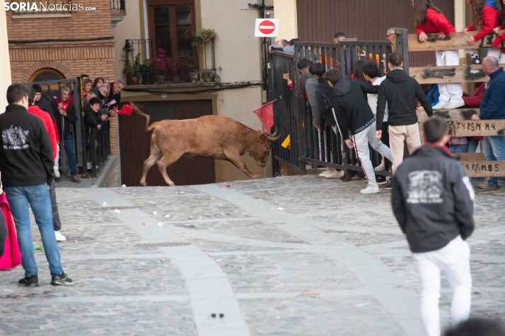 Encierro por San Miguel en Ágreda