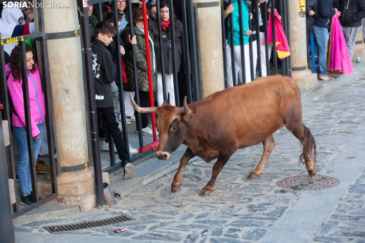 Encierro por San Miguel en Ágreda