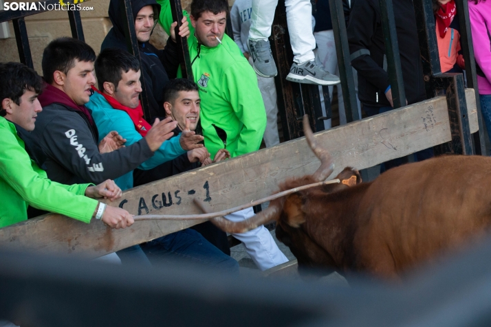 Encierro por San Miguel en Ágreda