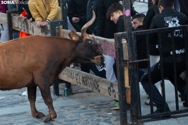 Encierro por San Miguel en Ágreda