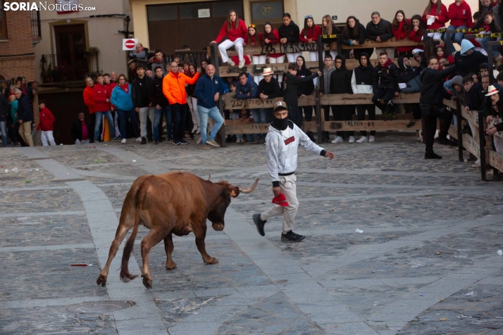 Encierro por San Miguel en Ágreda