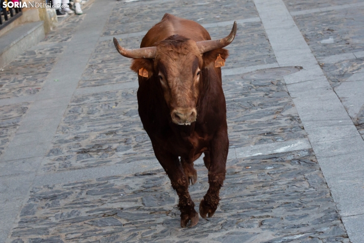 Encierro por San Miguel en Ágreda