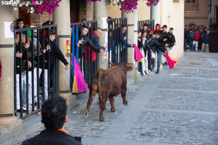 Encierro por San Miguel en Ágreda