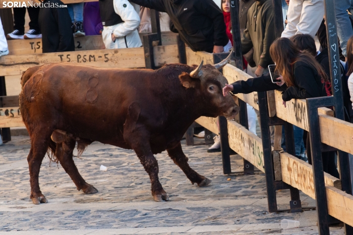 Encierro por San Miguel en Ágreda