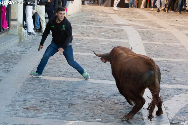 Encierro por San Miguel en Ágreda