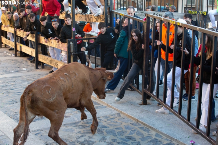 Encierro por San Miguel en Ágreda