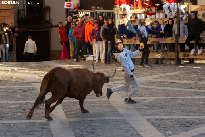 Encierro por San Miguel en Ágreda