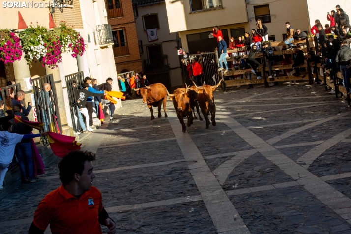 Encierro por San Miguel en Ágreda