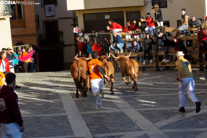 Encierro por San Miguel en Ágreda