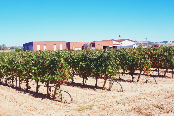 Foto 1 - Castilla y León mejora la calidad de uva de la variedad Tempranillo