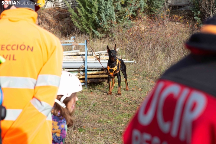 Exhibición canina en Golmayo