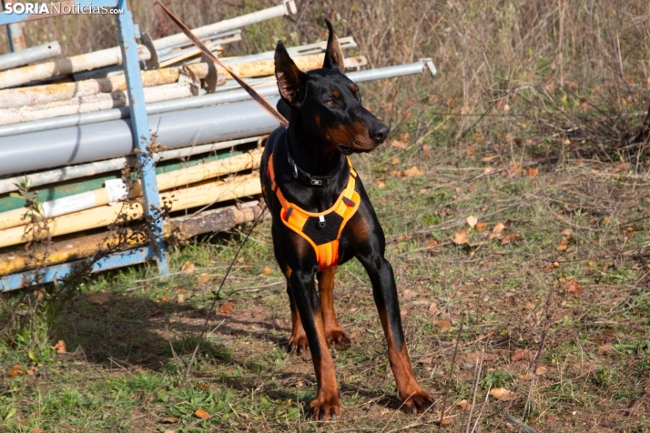 Exhibición canina en Golmayo