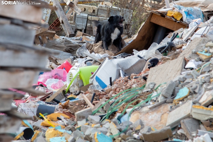 Exhibición canina en Golmayo