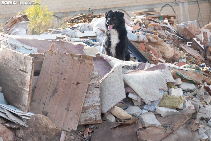 Exhibición canina en Golmayo