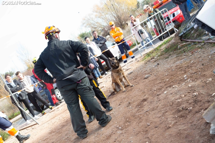 Exhibición canina en Golmayo