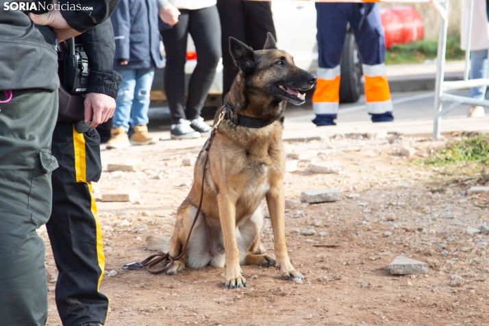 Exhibición canina en Golmayo