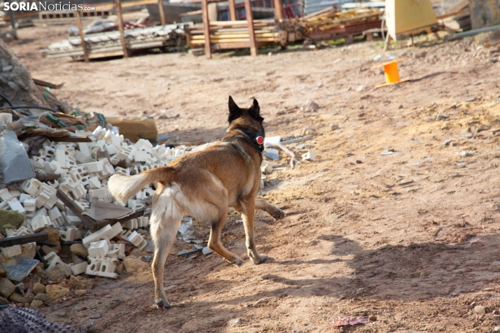 Exhibición canina en Golmayo