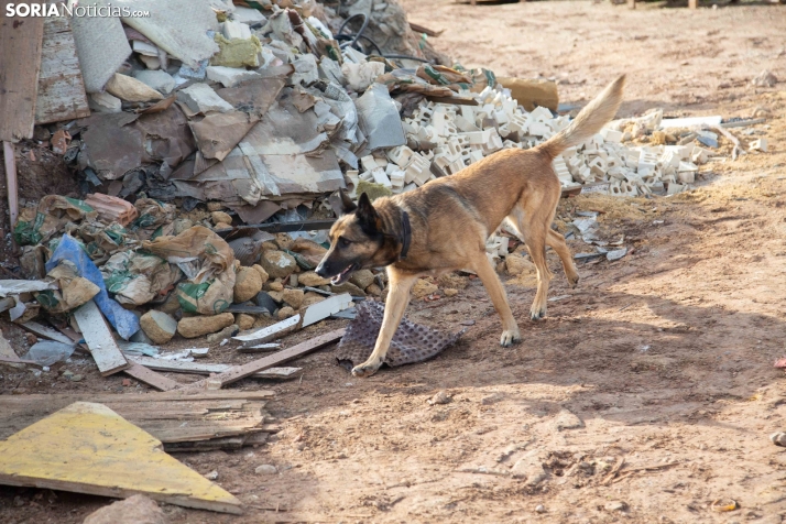 Exhibición canina en Golmayo