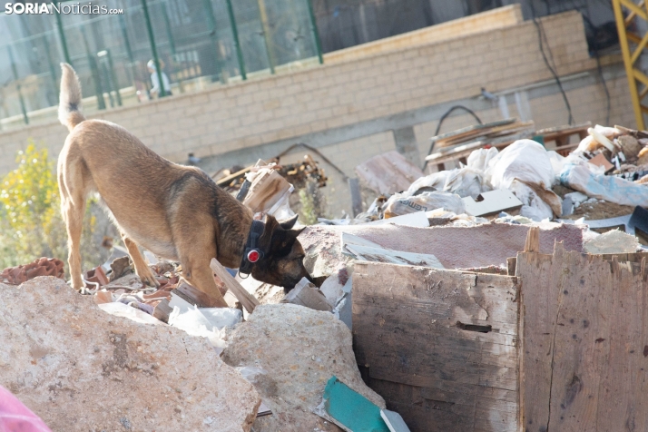 Exhibición canina en Golmayo