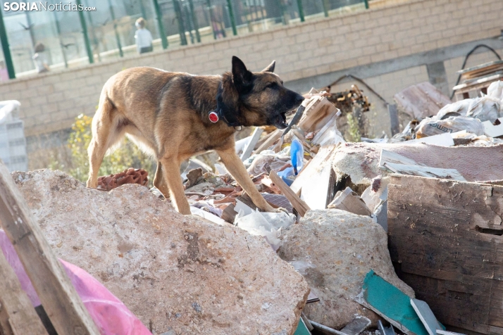 Exhibición canina en Golmayo