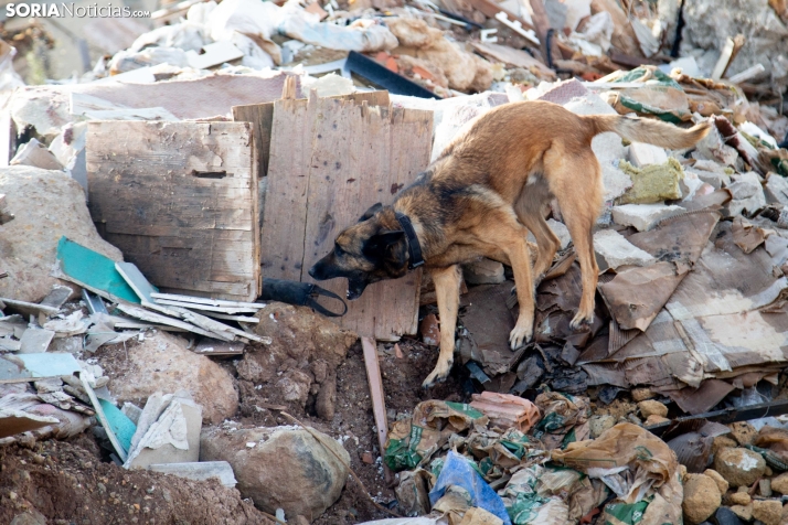 Exhibición canina en Golmayo