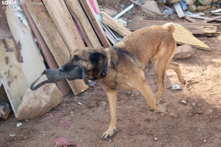 Exhibición canina en Golmayo