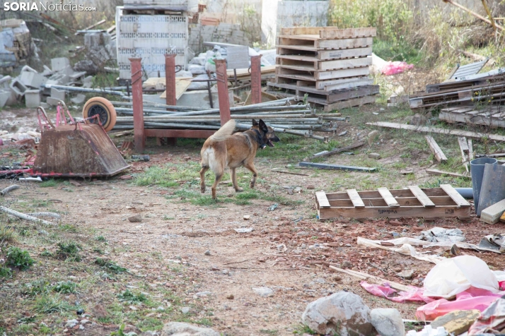 Exhibición canina en Golmayo