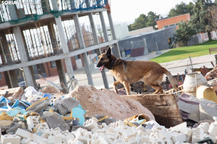 Exhibición canina en Golmayo