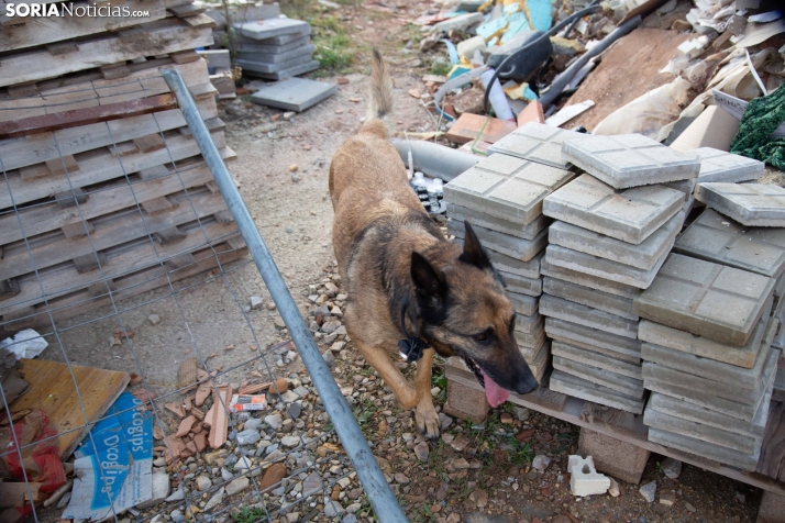 Exhibición canina en Golmayo