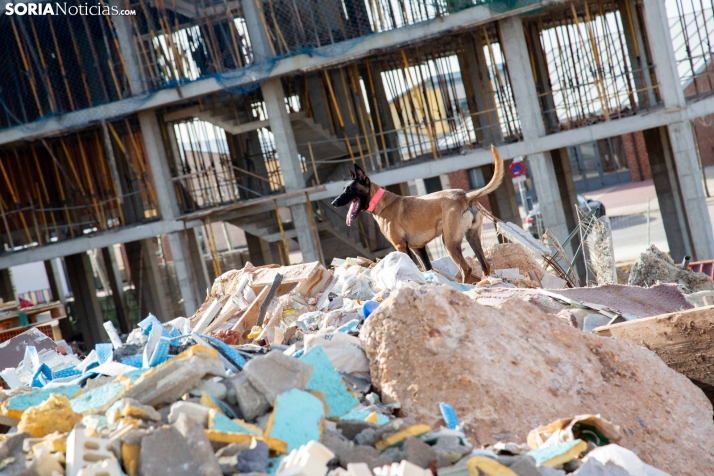 Exhibición canina en Golmayo