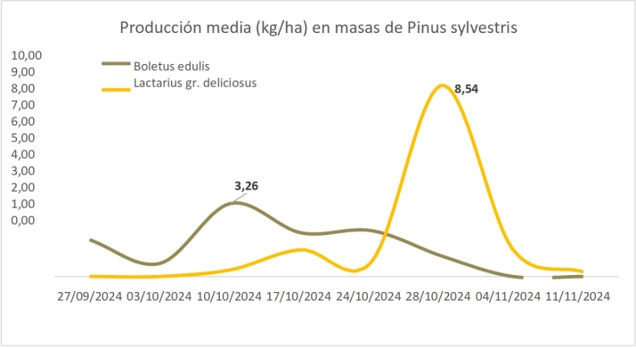 Setas en Castilla y Le&oacute;n: Baja la producci&oacute;n de las especies m&aacute;s conocidas | Imagen 1