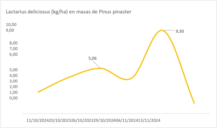 Setas en Castilla y Le&oacute;n: Baja la producci&oacute;n de las especies m&aacute;s conocidas | Imagen 2