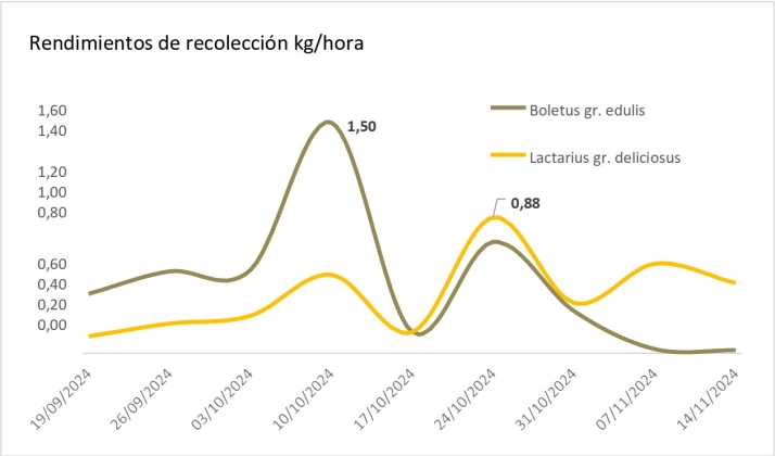 Setas en Castilla y Le&oacute;n: Baja la producci&oacute;n de las especies m&aacute;s conocidas | Imagen 3