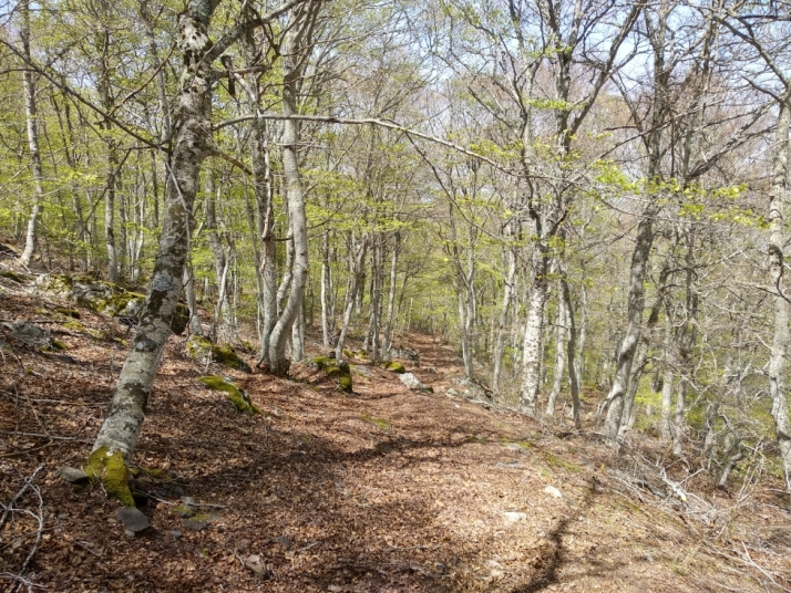 Cuatro rincones frescos en Soria para escapar del calor | Imagen 1