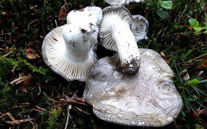 Setas de primavera en Soria: Todas las joyas de la provincia, desde la colmenilla hasta el Coprinus comatus | Imagen 8