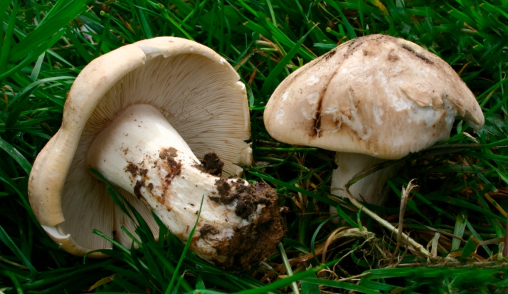Setas de primavera en Soria: Todas las joyas de la provincia, desde la colmenilla hasta el Coprinus comatus | Imagen 1