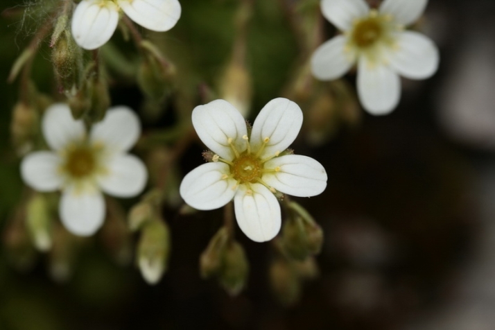 M&aacute;s all&aacute; del tomillo y la sabina: las verdaderas plantas exclusivas que esconde Soria | Imagen 1
