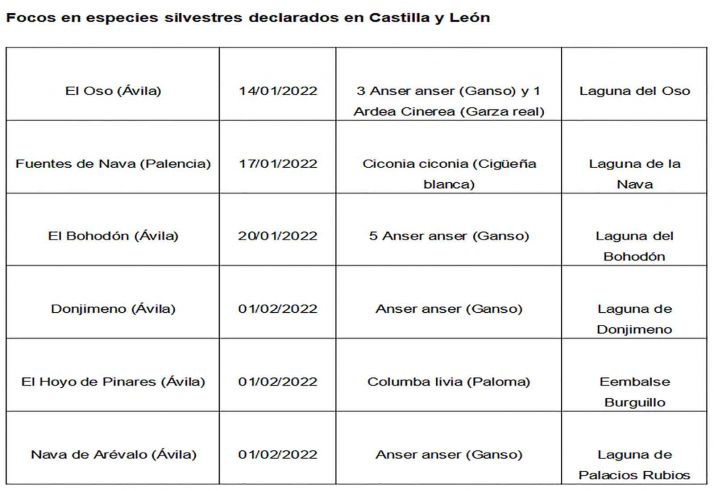 Un foco de gripe aviar en Valladolid llevar&aacute; al sacrificio de m&aacute;s de 130.000 gallinas | Imagen 2
