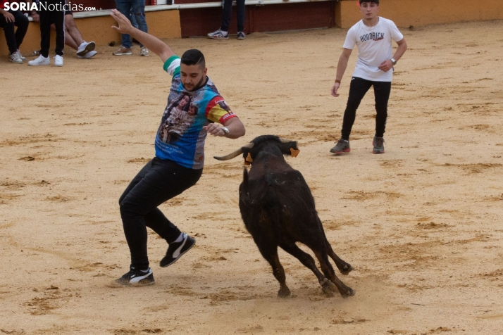 Vaquillas San Saturio