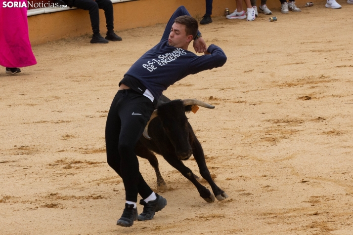 Vaquillas San Saturio