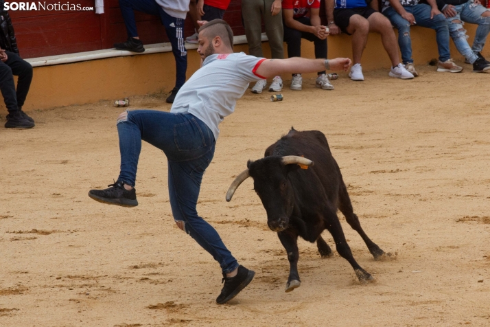 Vaquillas San Saturio