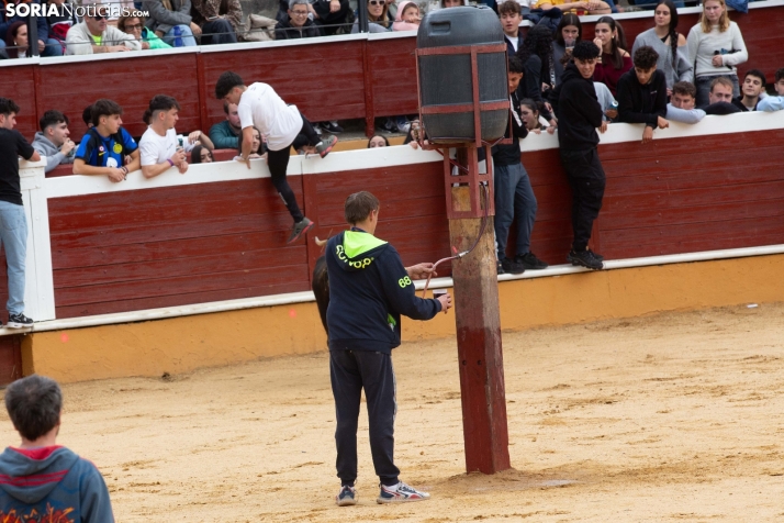 Vaquillas San Saturio