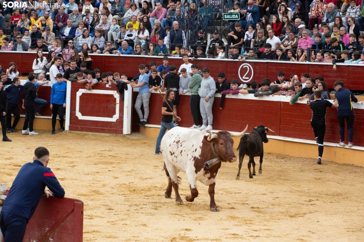 Vaquillas San Saturio