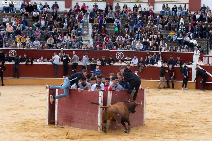 Vaquillas San Saturio